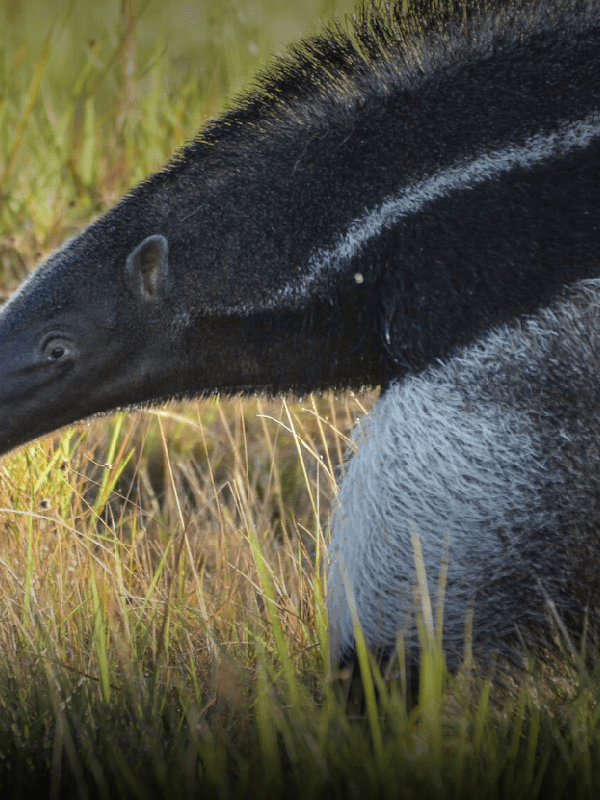 anteater