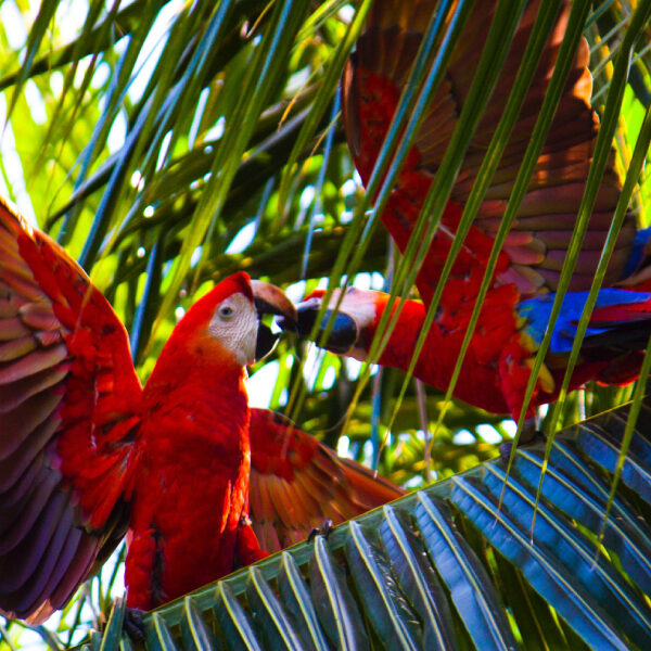 Scarlet Macaw