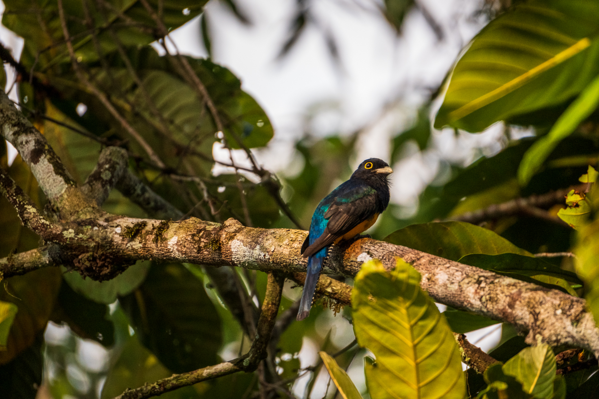 birds-of-guyana