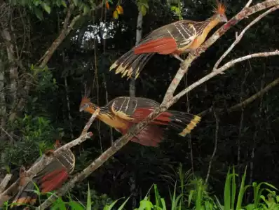 CNN looks for the “Wild Things” and finds Karanambu in Guyana