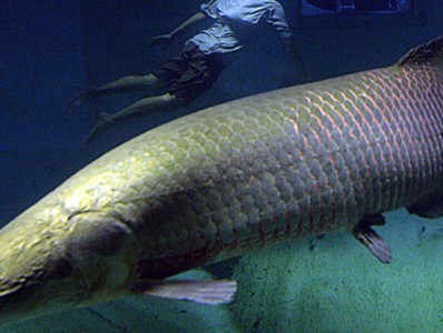 Landmark Arapaima Study in Guyana’s Rupununi Launches