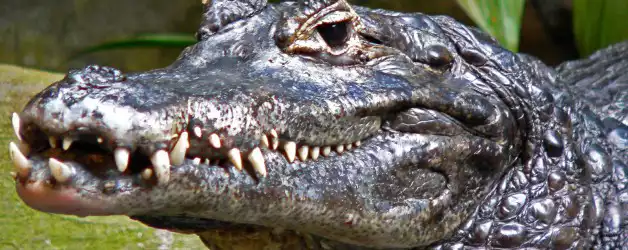 Wildlife shock in Guyana’s Rainforest