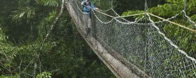 Iwokrama Canopy Walkway