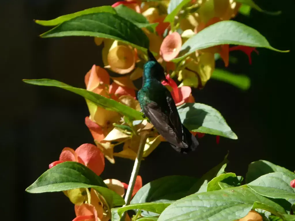 AnseChastanet-Birdwatching-03