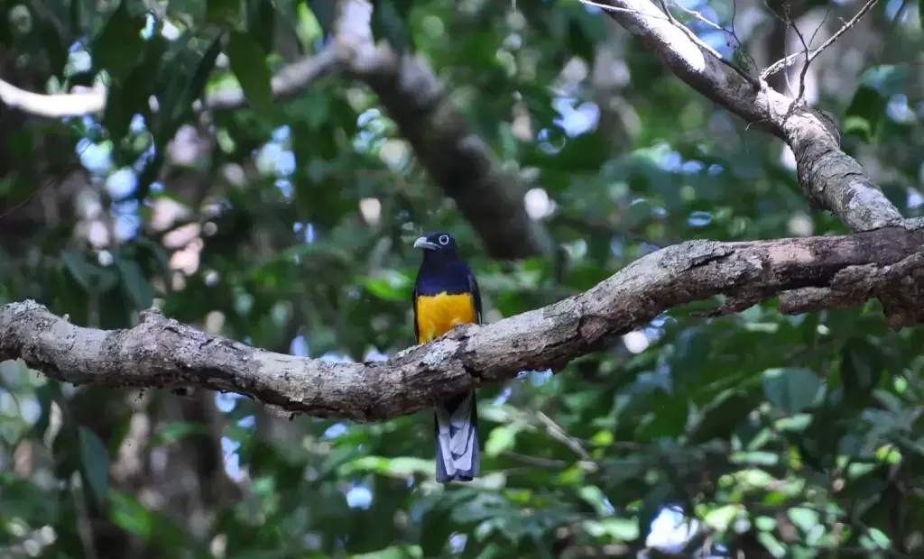 Blue and Yellow Bird - © David DiGregorio