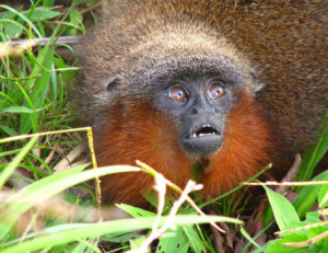 Purring monkey and vegetarian piranha among 400 new Amazon species