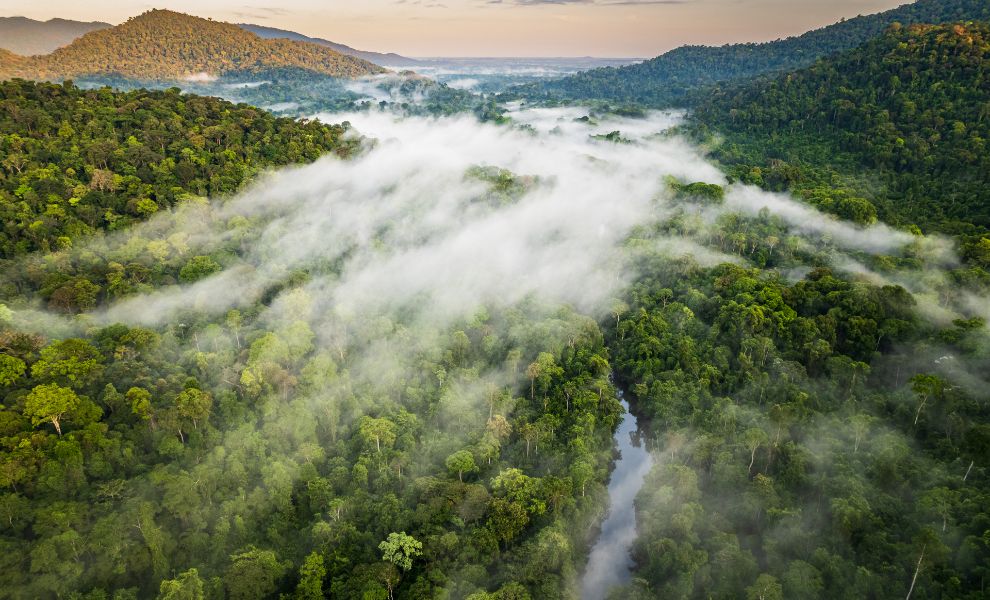 Birds Eye View of Guyana's Hinterland Forest