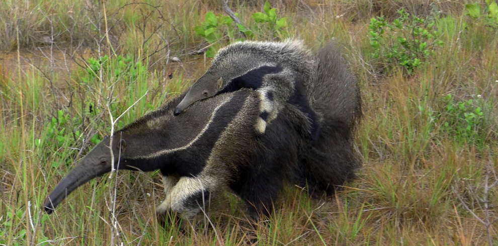 Giant Anteater and Baby
