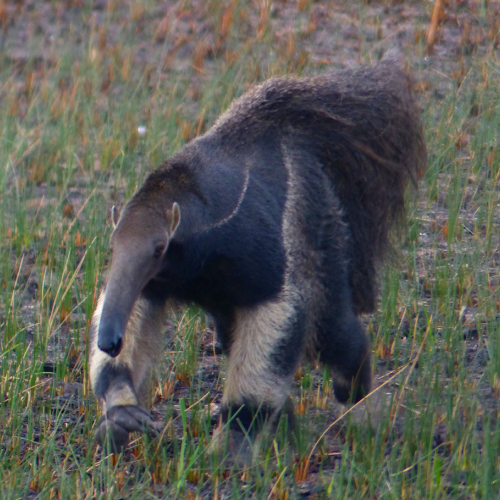 Giant Anteaters