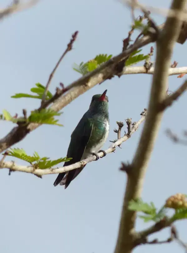 Glittering-throated Emeral Hummingbird2