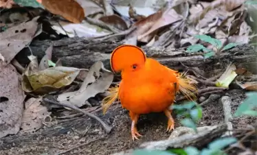 Guianan Cock-of-the-Rock