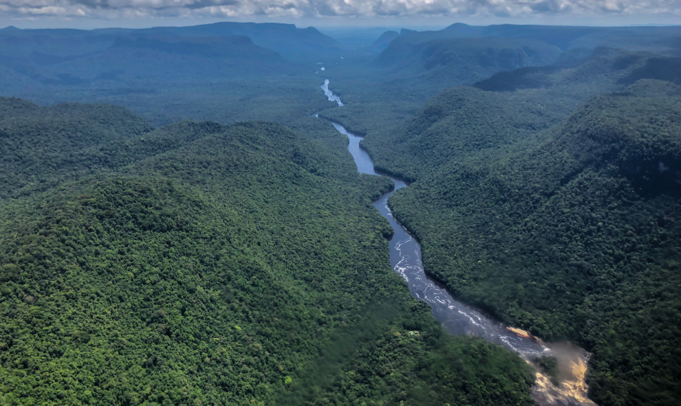Guyana Rainforest