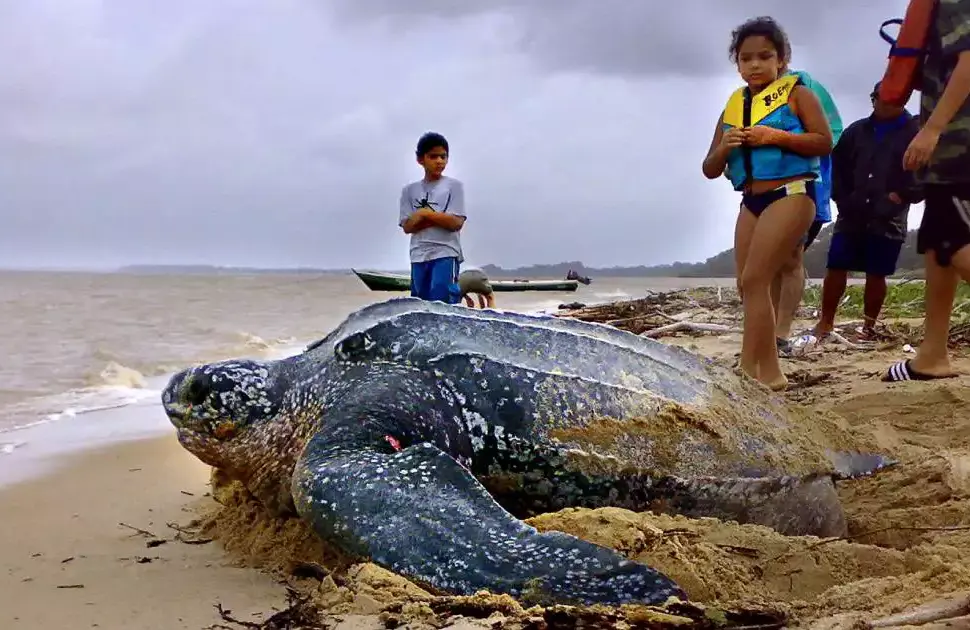 Leatherback Turtles