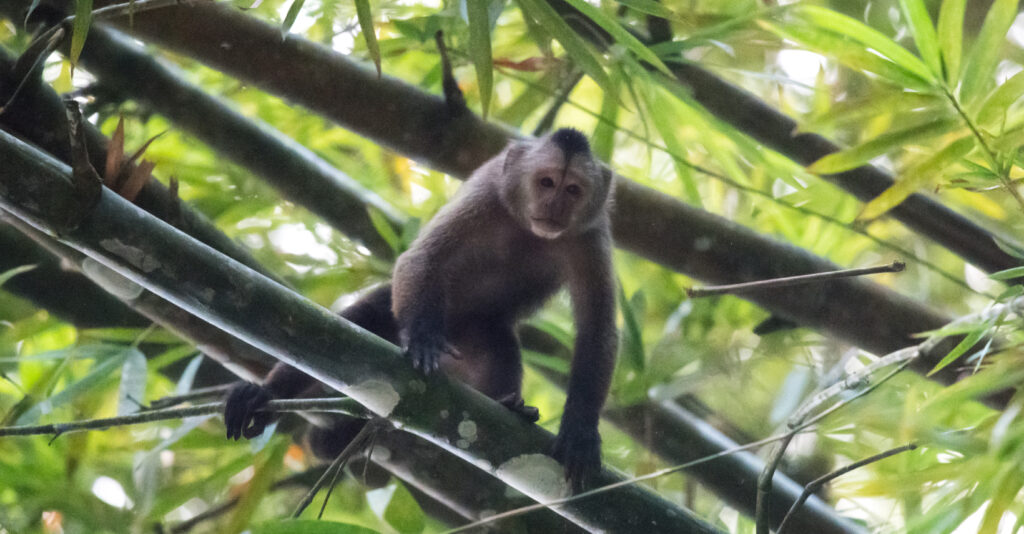 Guianan Weeper Capuchin