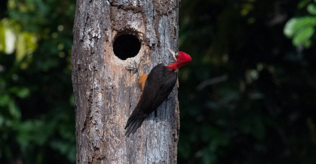 Red necked woodpecker