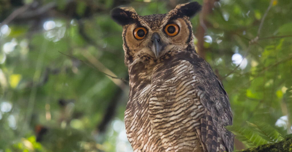 South American great horned owl