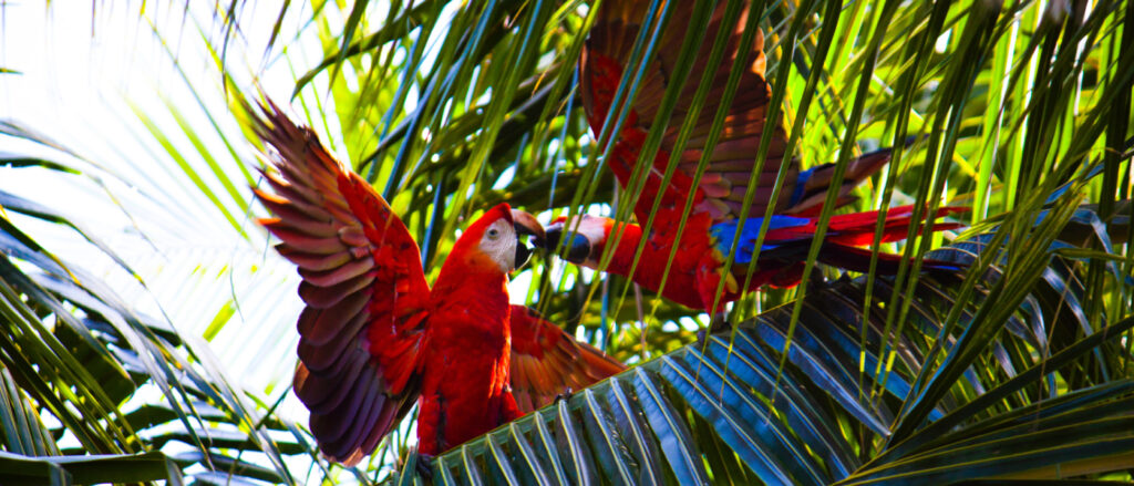 Scarlet Macaw Coconut Tree