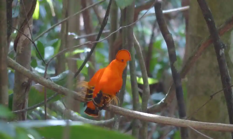Guianan cock-of-the-rock (Rupicola rupicola)