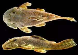 Another new species – this time a Plec is discovered in Guyana