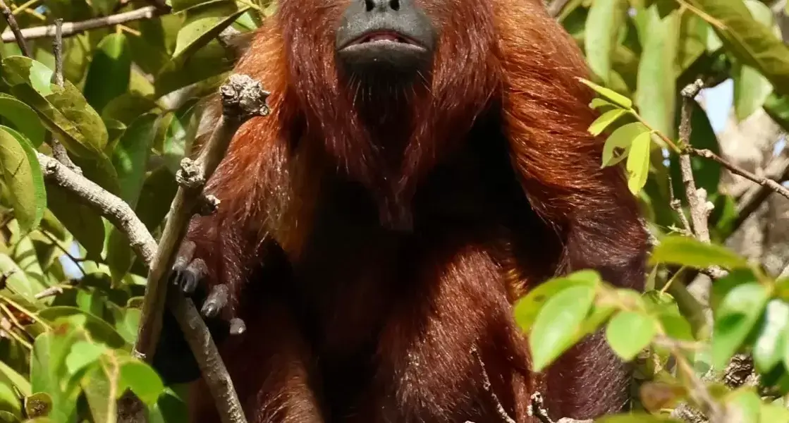 Red Howler Monkey