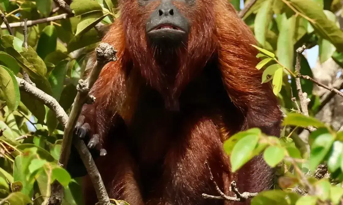 Guyana Nature Experience