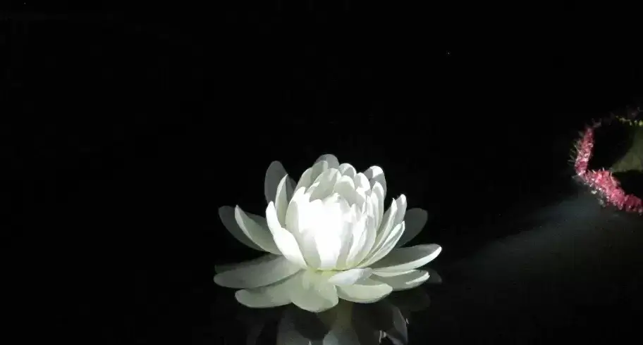 Water Liliy