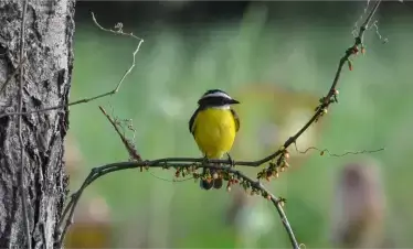 Yellow BIrd - © David DiGregorio