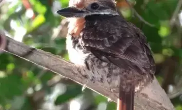 birding tour in the guyana