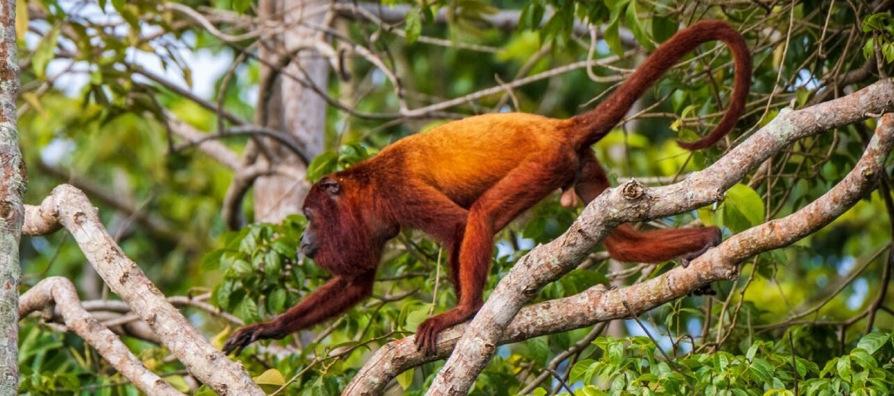Wildlife Tours in Guyana
