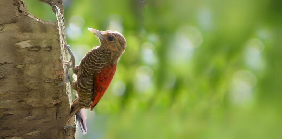 Blood-colored woodpecker