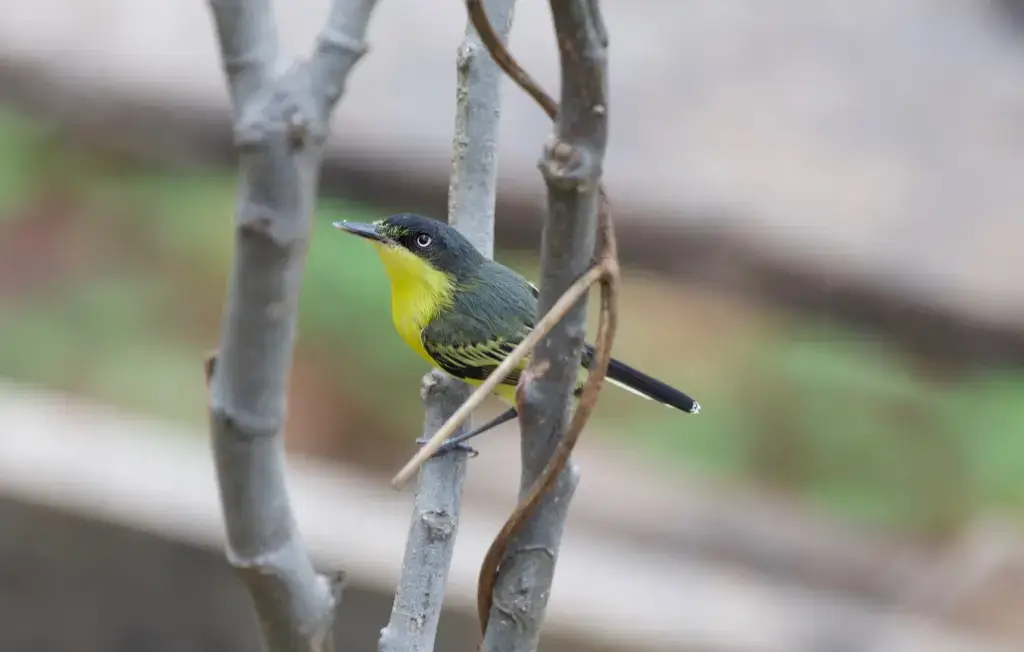 61761772_666399620448224_6925865048061509632_o (1)