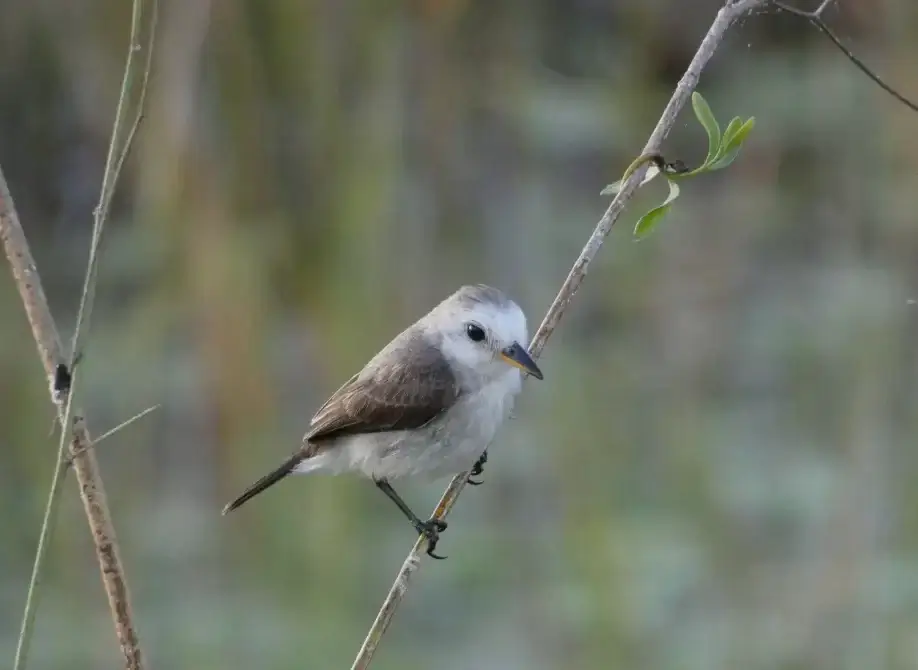 71957561_743090366112482_3719453038524497920_o