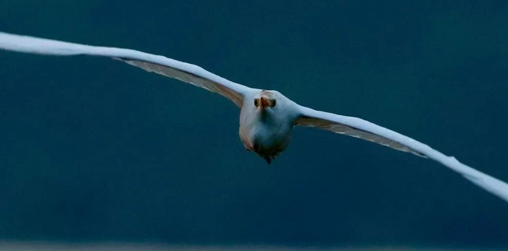 Cattle Egret