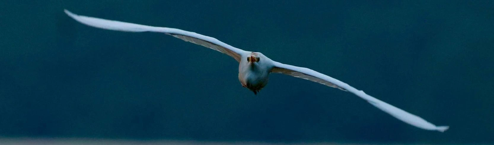 Cattle Egret