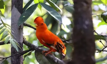 Guianan-Cock-od-the-Rock-singing-©-Daudi