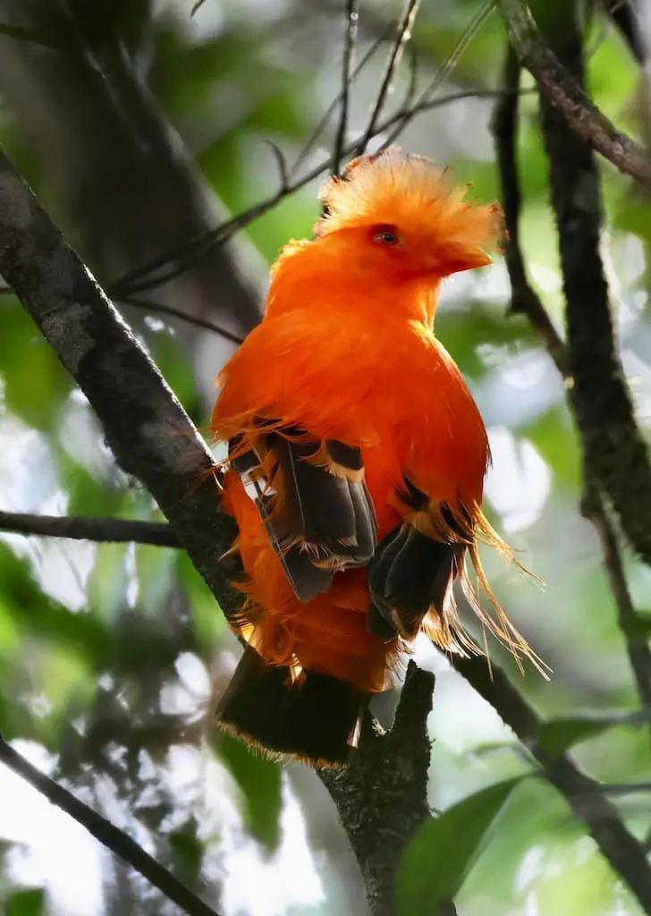Guianan-Cock-of-the-rock-©-Jane-Miller