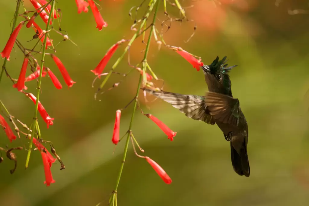 birding guyana - AnseChastanet-Birdwatching1