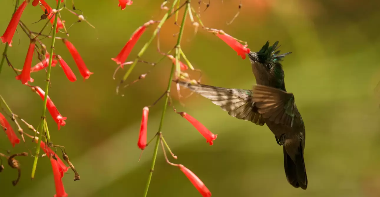 Birding Guyana