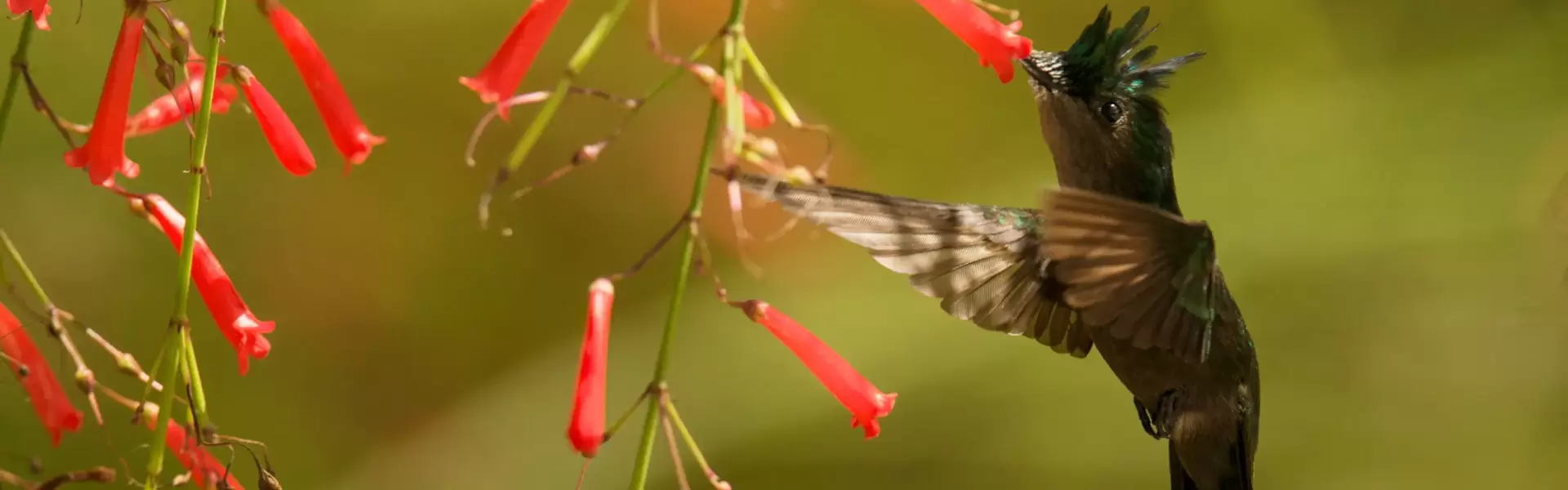 birding guyana - AnseChastanet-Birdwatching1