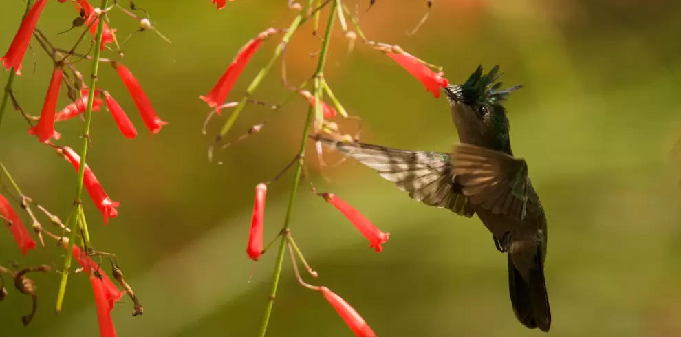 birding guyana - AnseChastanet-Birdwatching1