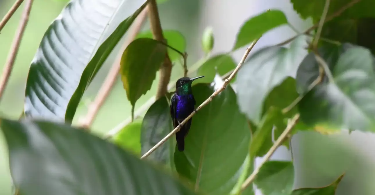 Atta-Rainforest-Lodge-Wildlife-3-scaled