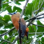 guyana birding tours