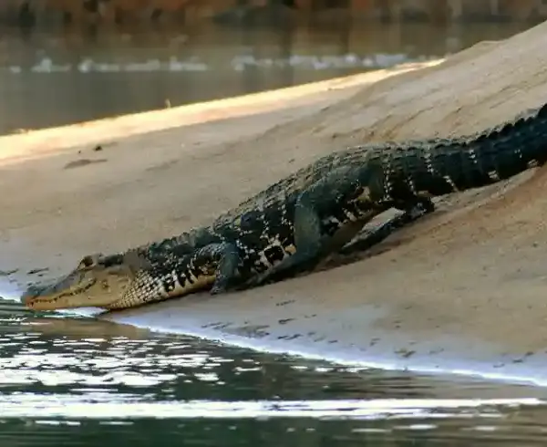 black caiman