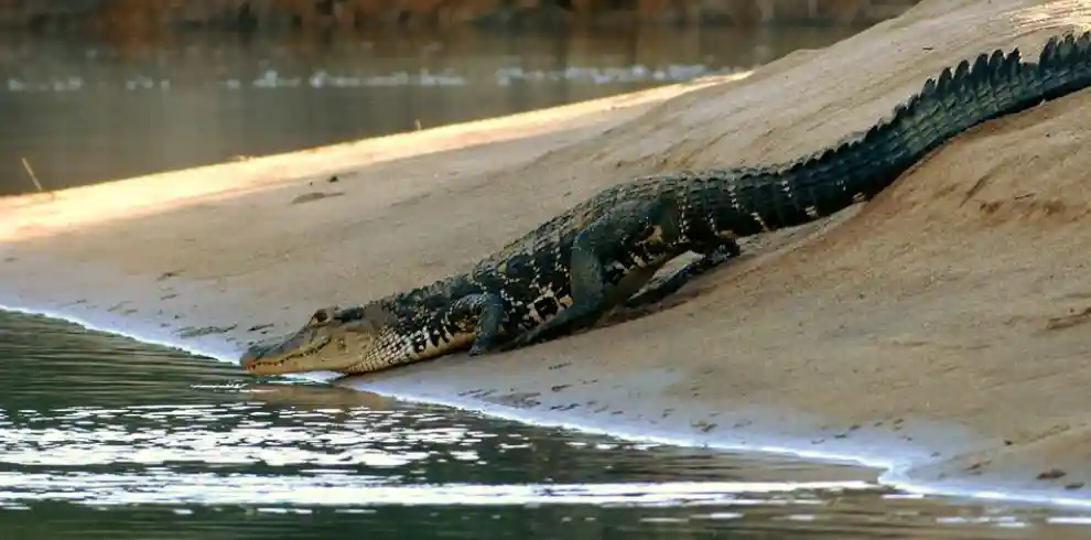 black caiman