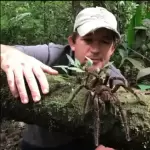 guyana birding tours
