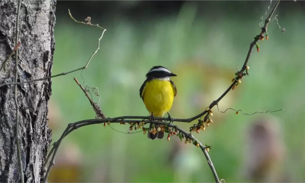 Yellow BIrd - © David DiGregorio