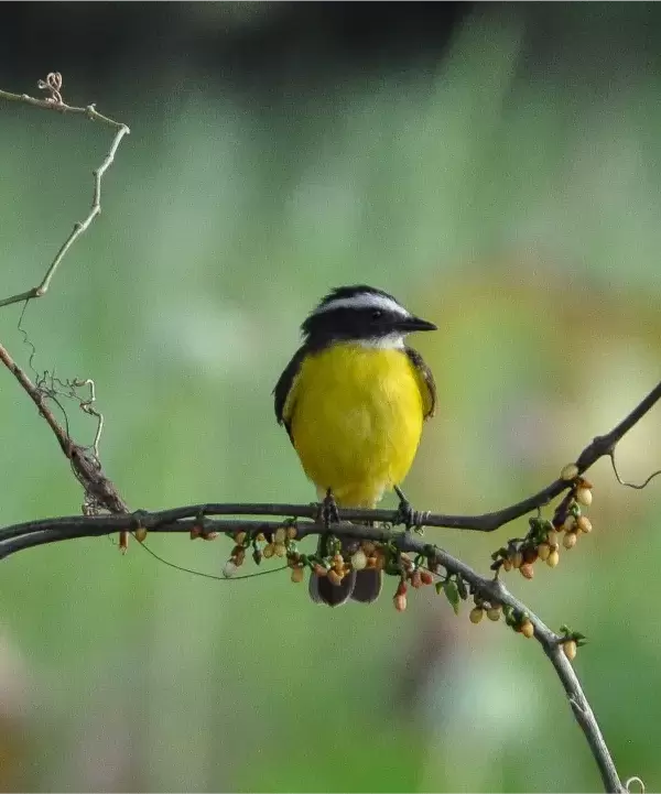 Yellow BIrd - © David DiGregorio