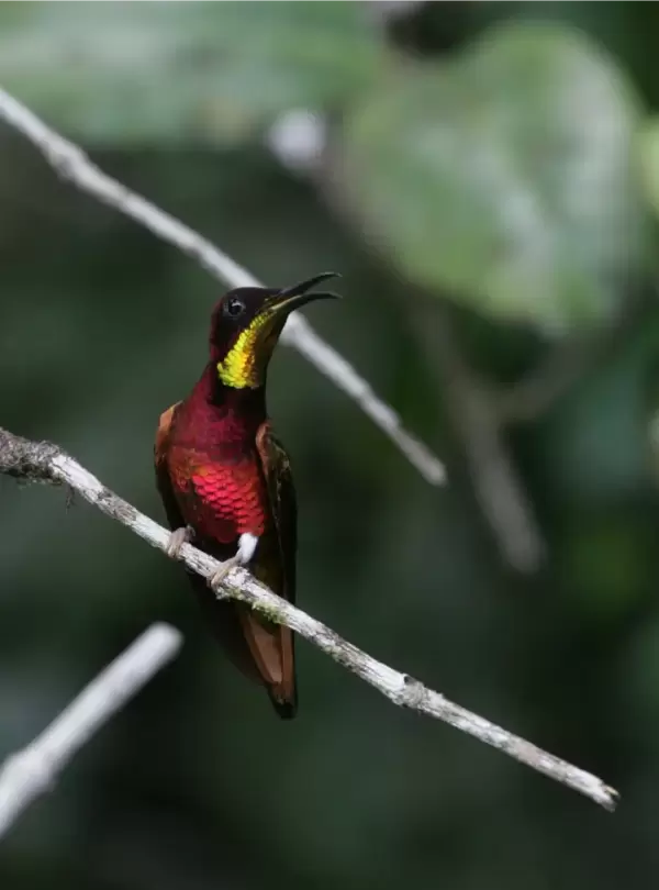 wildernessexplorers-birds-guyana223