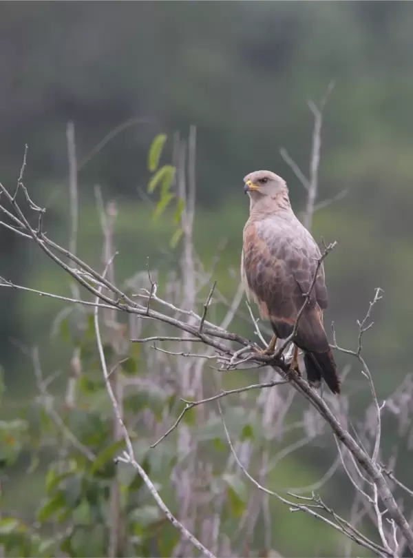 wildernessexplorers-birds-guyana525