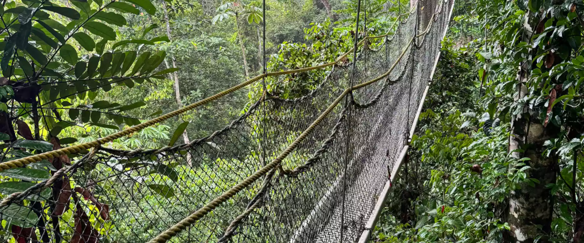 Iwokrama-Canopy-Bridge